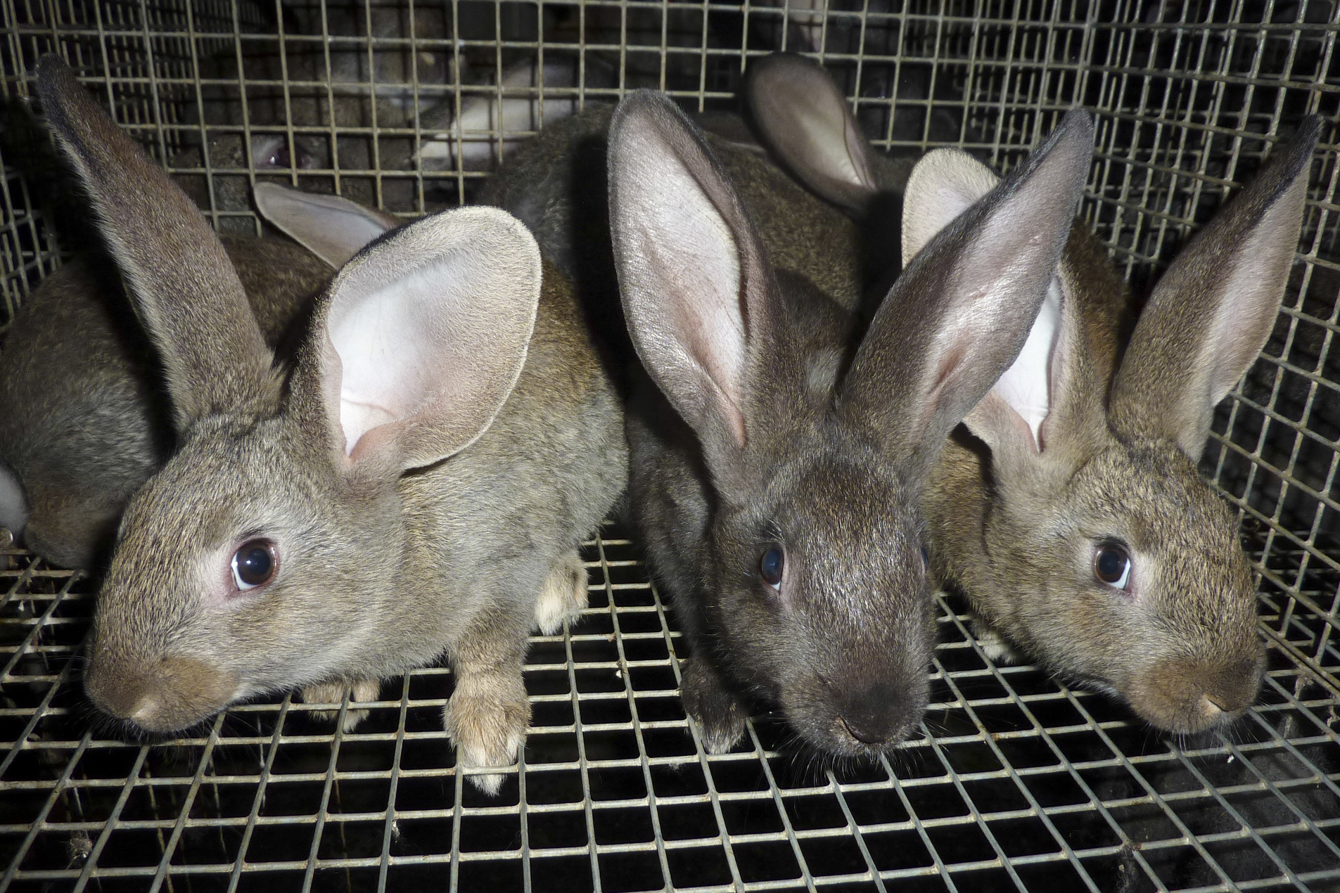 photo 3 lapins en cage