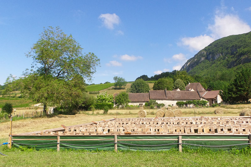 07-Escargot_Vignoble