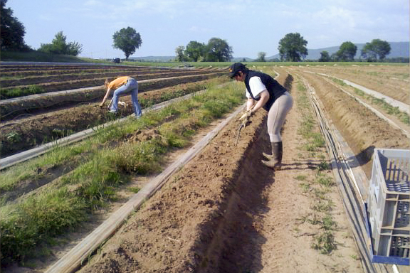 2010_05_22_asperges_003A2010_05_22_asperges_003A
