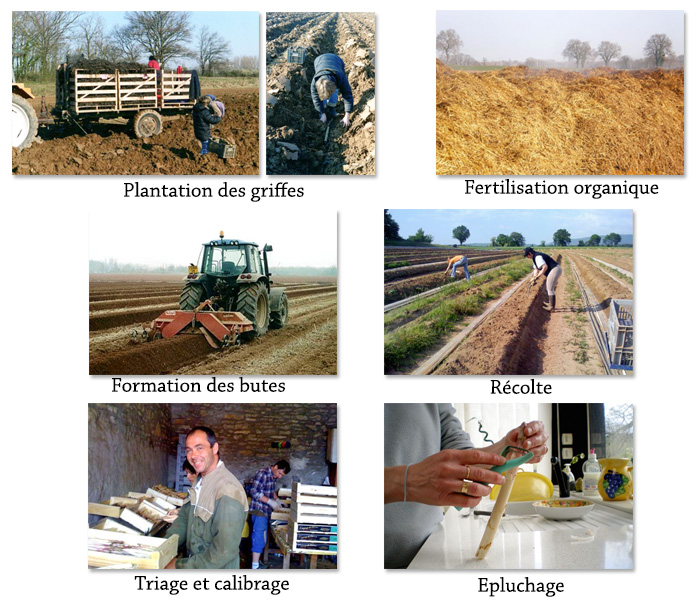 Prpduction_asperges