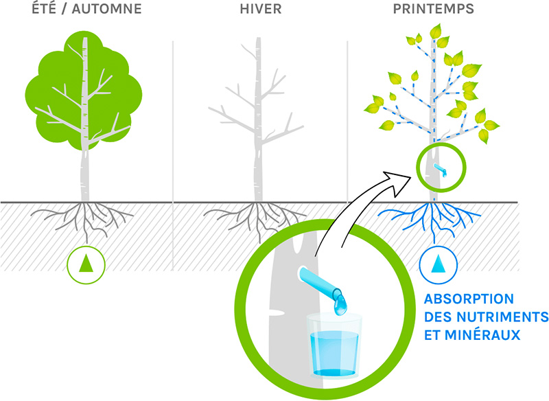 schema-recolte-seve