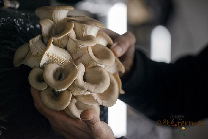 04-Champignons-Olivier_Janot-BCF-Pruniaux-070519
