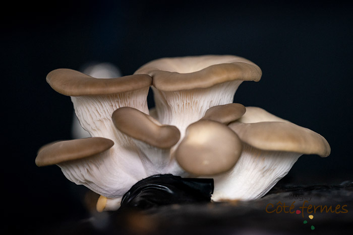 06-Champignons-Olivier_Janot-BCF-Pruniaux-070519