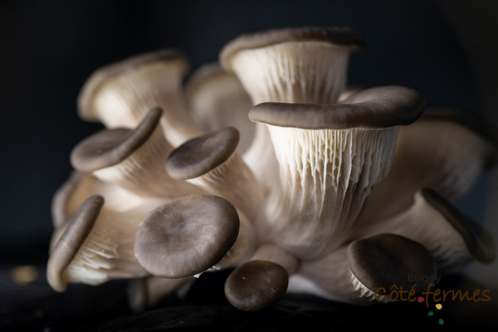 08-Champignons-Olivier_Janot-BCF-Pruniaux-070519