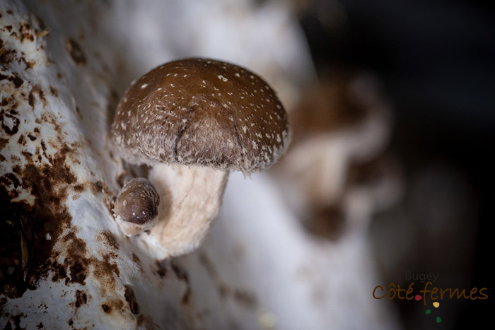 18-Champignons-Olivier_Janot-BCF-Pruniaux-070519