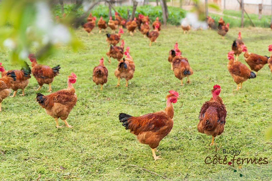 003-Ferme Gaudet 2022-web
