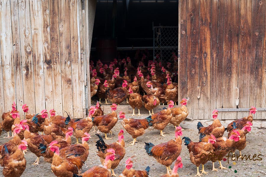 004-Ferme Gaudet 2022-web