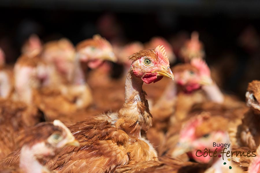 012-Ferme Gaudet 2022-web